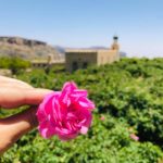 Sběr růží Omán